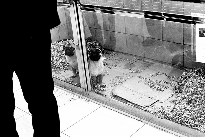 UK Government Bans Selling Puppies At Pet Stores After This Heartbreaking Dog Story Goes Viral UK Government Bans Selling Puppies At Pet Stores After This Heartbreaking Dog Story Goes Viral