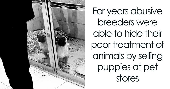 UK Government Bans Selling Puppies At Pet Stores After This Heartbreaking Dog Story Goes Viral