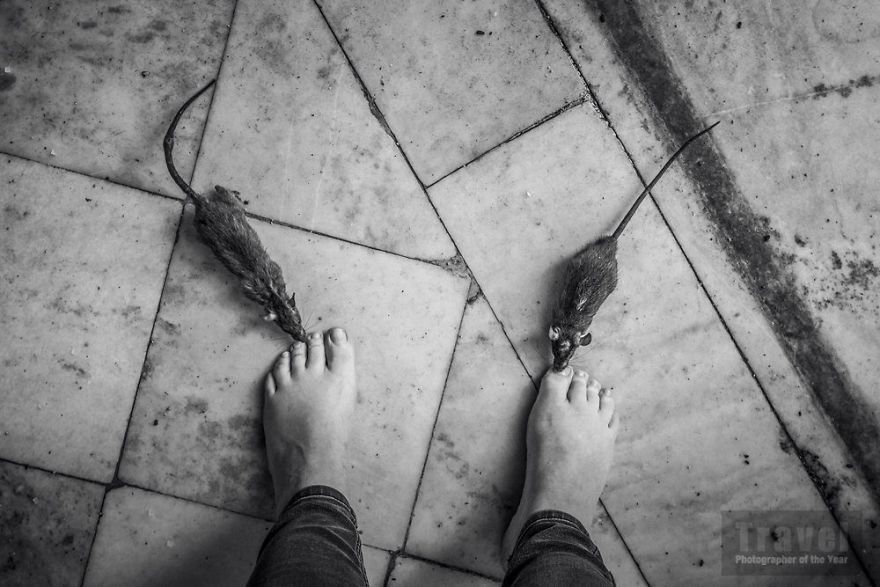 Trave, Highly Commended, Magdaléna Straková, Czech Republic