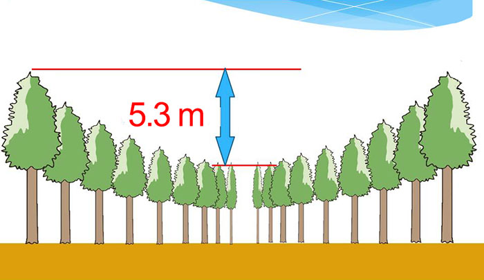 Japanese Experiment That Took Half A Century Ended In Amazing Tree 'Crop Circles' Japanese Experiment That Took Half A Century Ended In Amazing Tree 'Crop Circles'