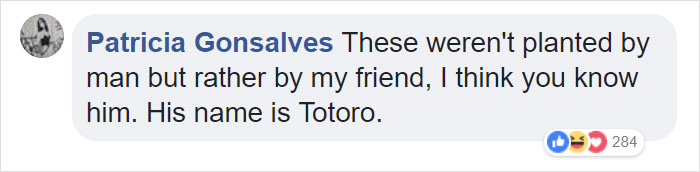 Japanese Experiment That Took Half A Century Ended In Amazing Tree 'Crop Circles' Japanese Experiment That Took Half A Century Ended In Amazing Tree 'Crop Circles'