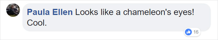 Japanese Experiment That Took Half A Century Ended In Amazing Tree 'Crop Circles' Japanese Experiment That Took Half A Century Ended In Amazing Tree 'Crop Circles'