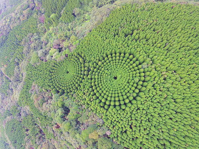 Japanese Experiment That Took Half A Century Ended In Amazing Tree ‘Crop Circles’