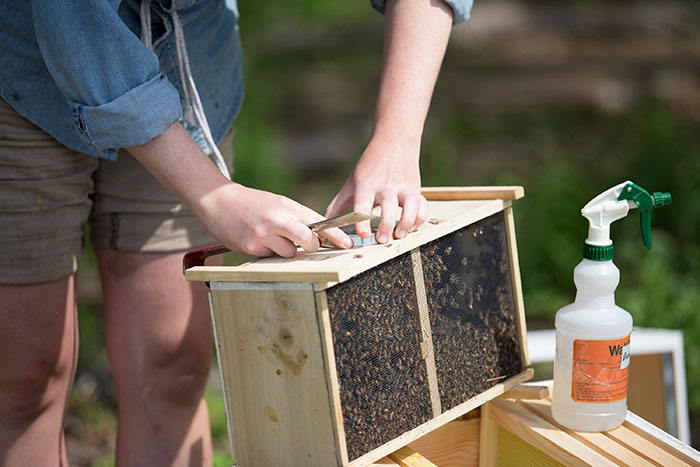 Beekeepers Sick Of Vegan Diet Hypocrisy Shut Them Down With Facts Beekeepers Sick Of Vegan Diet Hypocrisy Shut Them Down With Facts