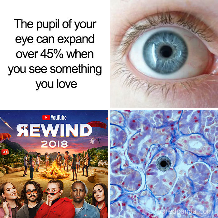 Youtube-Rewind-2018-Most-Disliked-Video-Reactions