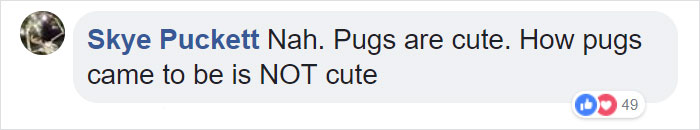“Pugs Are Not Cute, [They’re] Malformed, Sick Animals That Shouldn’t Exist”: This Tumblr Thread May Change The Way You See Pugs