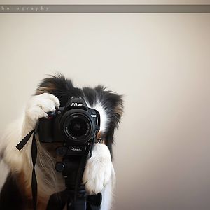 Jess Bell Photography