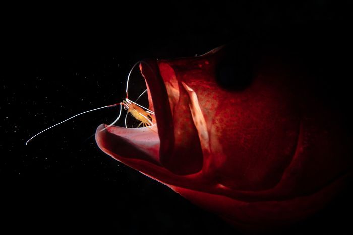 6th Place, Marine Life Behavior, "Cleaning" By Liang Fu