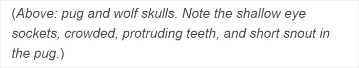 “Pugs Are Not Cute, [They’re] Malformed, Sick Animals That Shouldn’t Exist”: This Tumblr Thread May Change The Way You See Pugs