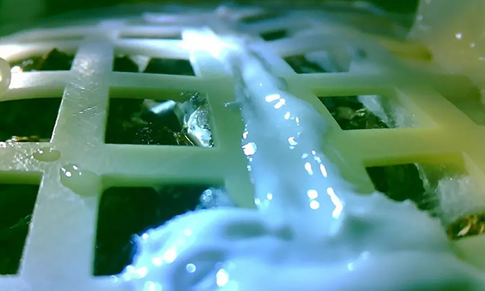 China Grows Moon's First Plant, Makes History