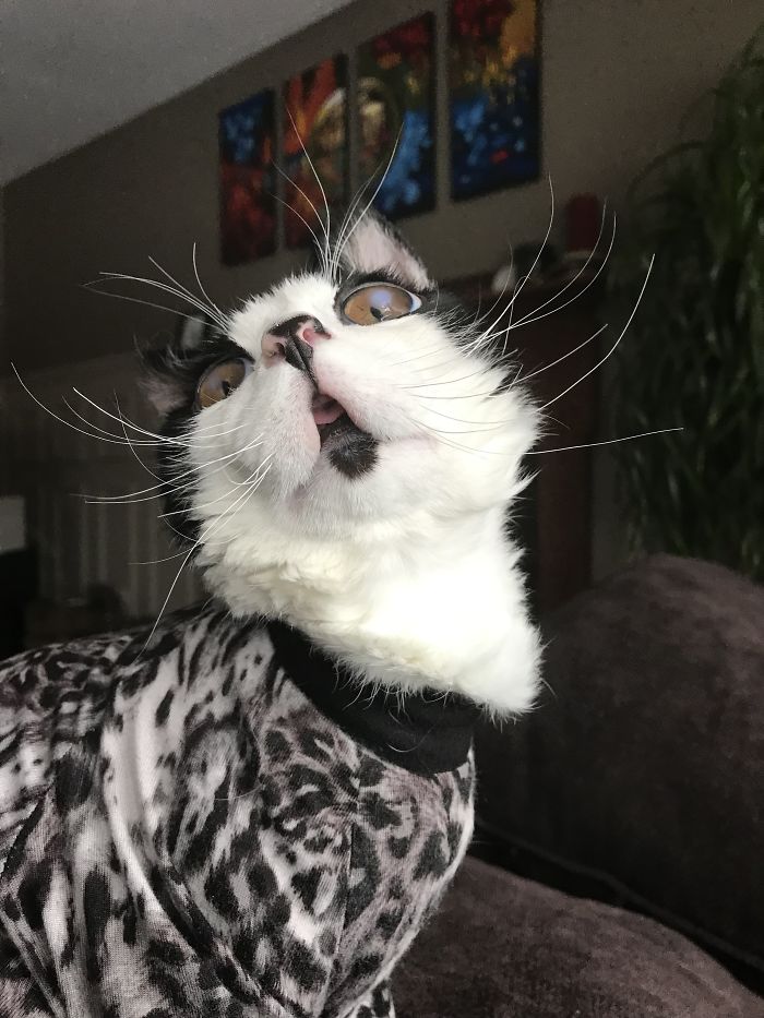 I Adopted A Kitten With Huge 'Glass' Eyes After He Was Found Abandoned On A Porch And He Is Now Our Family Member