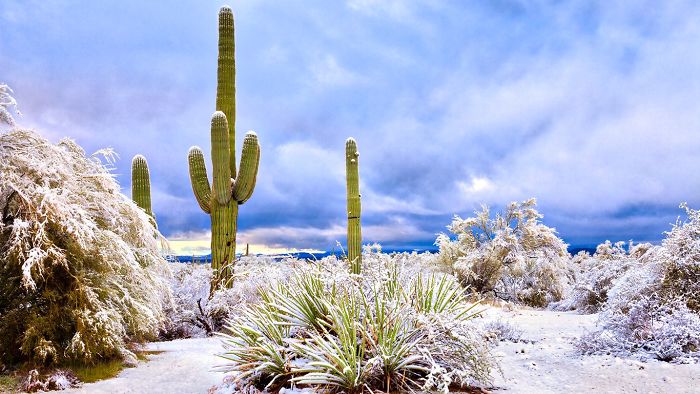 Snow Falls In Arizona Desert And The Pictures Are Chilling