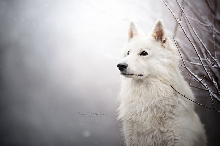 I Love To Capture The Joyful Soul Of Dogs Through My Photography