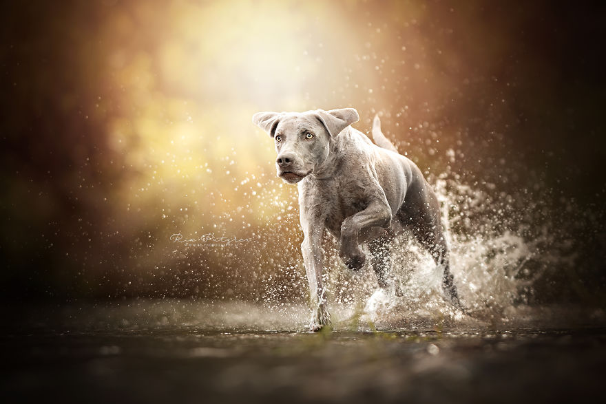 I Love To Capture The Joyful Soul Of Dogs Through My Photography