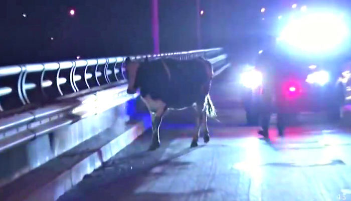 Pregnant Cow Escapes From A Truck That Was Taking Her To The Slaughterhouse And Gives Birth To A Wonderful Calf Pregnant Cow Escapes From A Truck That Was Taking Her To The Slaughterhouse And Gives Birth To A Wonderful Calf