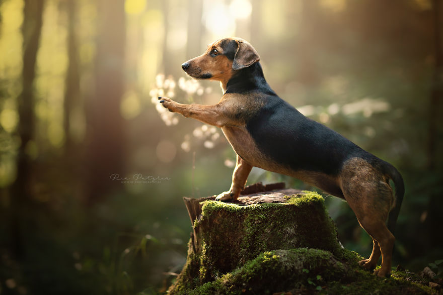 I Love To Capture The Joyful Soul Of Dogs Through My Photography