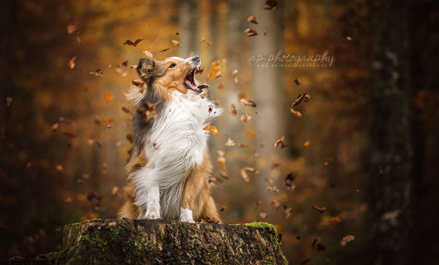 I Love To Capture The Joyful Soul Of Dogs Through My Photography