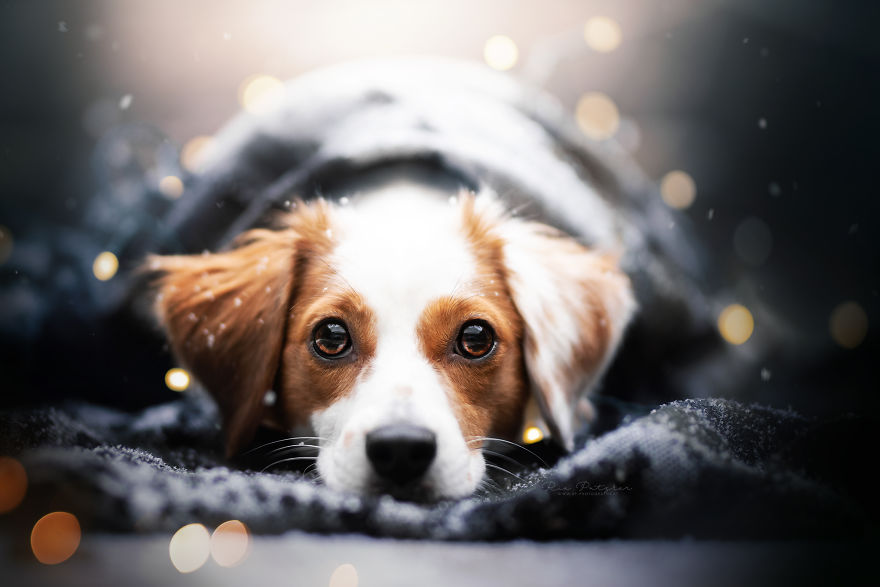 I Love To Capture The Joyful Soul Of Dogs Through My Photography