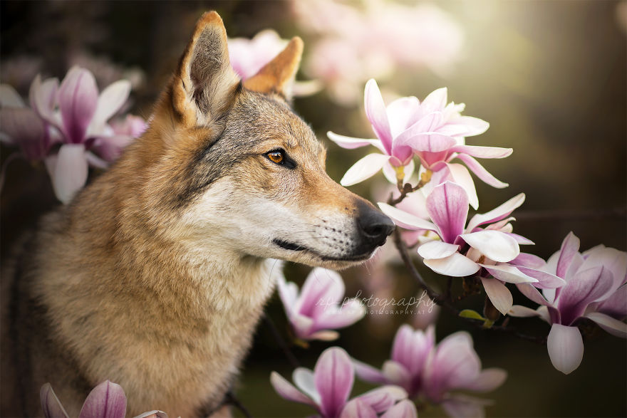 I Love To Capture The Joyful Soul Of Dogs Through My Photography