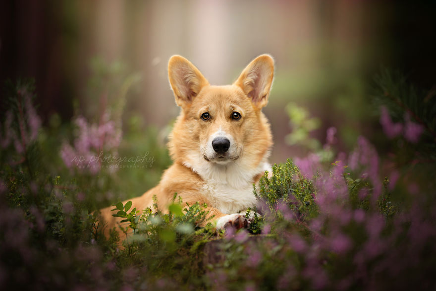 I Love To Capture The Joyful Soul Of Dogs Through My Photography