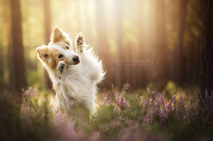 I Love To Capture The Joyful Soul Of Dogs Through My Photography