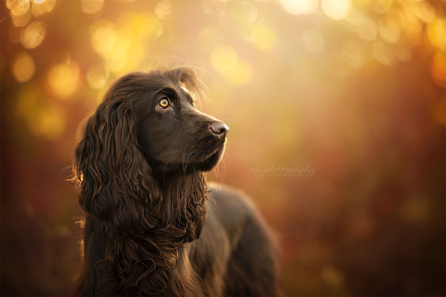 I Love To Capture The Joyful Soul Of Dogs Through My Photography