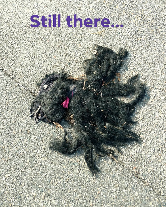 Someone Calls Police About A Dead Dog, Dies From Laughter After They Write Back