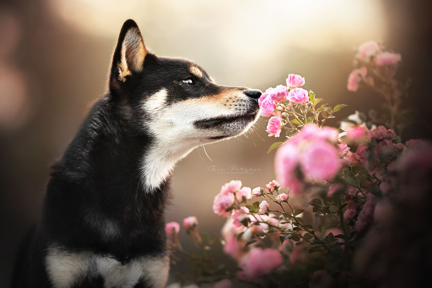 I Love To Capture The Joyful Soul Of Dogs Through My Photography