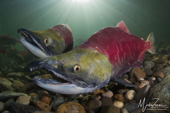 5th Place, Portrait Category, "Face To Face" By Mirko Zanni