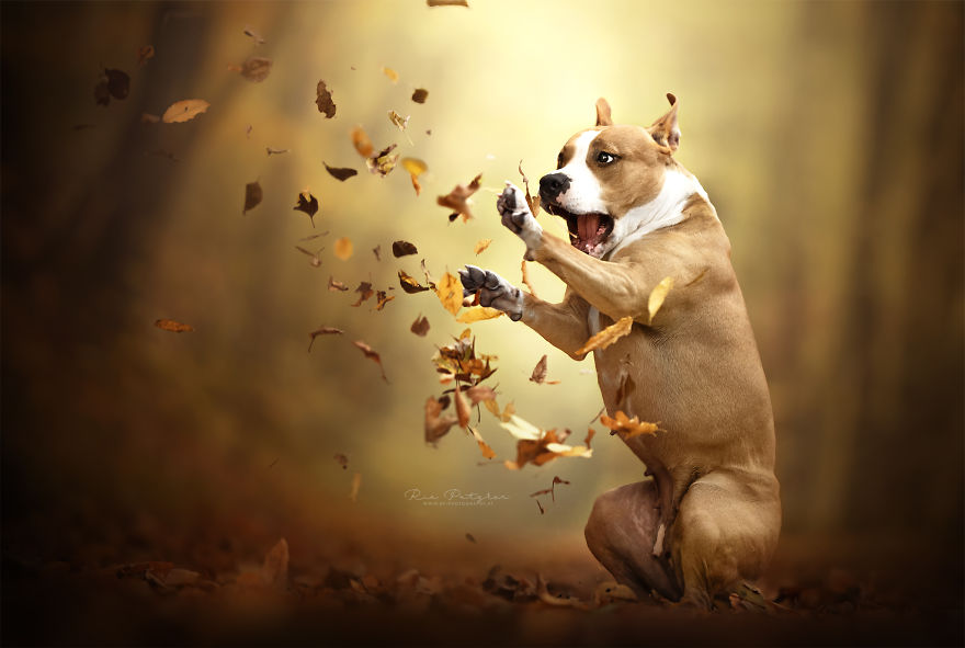 I Love To Capture The Joyful Soul Of Dogs Through My Photography