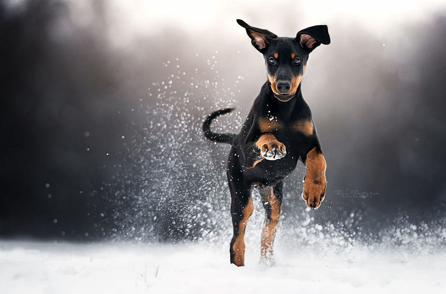 I Love To Capture The Joyful Soul Of Dogs Through My Photography