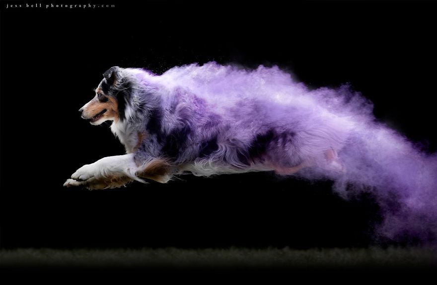 True | Australian Shepherd
