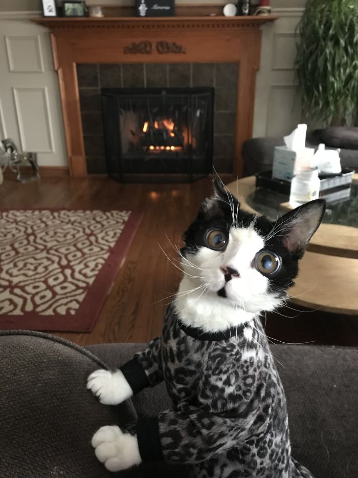 I Adopted A Kitten With Huge 'Glass' Eyes After He Was Found Abandoned On A Porch And He Is Now Our Family Member