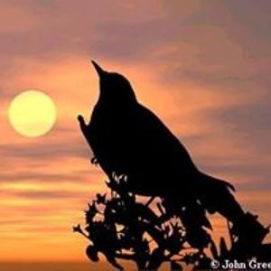 johnniegreenwood avatar