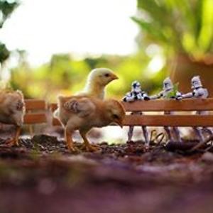 orbanpatakigyongyi avatar