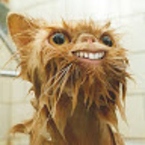 simonoosterman avatar