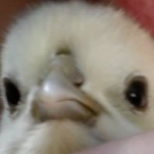 basicfilms_worldofmovies avatar