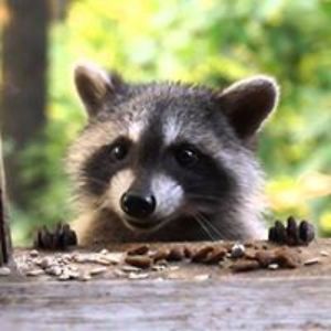 raynebeaum2000 avatar