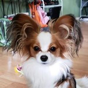 bettyboop_257 avatar