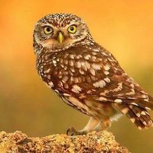 martin_str_uhma avatar