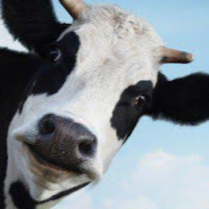 sophiekloostervant avatar