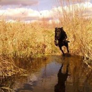 scottlenz2000 avatar