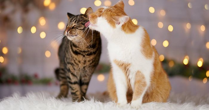 I Photograph My Eyeless Cat Who Sees With His Heart (25 Pics)