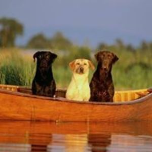 jvinson0521_1 avatar