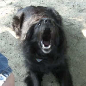 janetbraunstein avatar