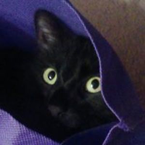 thestickwoman avatar