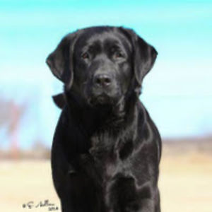 trevorcox_student-mooresquarems avatar