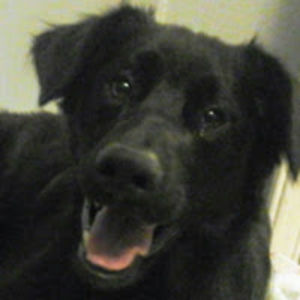 celestialaneunicorn_puppy467 avatar