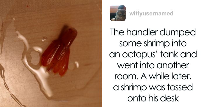 People Share The Most Incredible Things Octopuses Have Done And We May Have Underestimated Their Intelligence