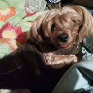 redheaded_bomb avatar